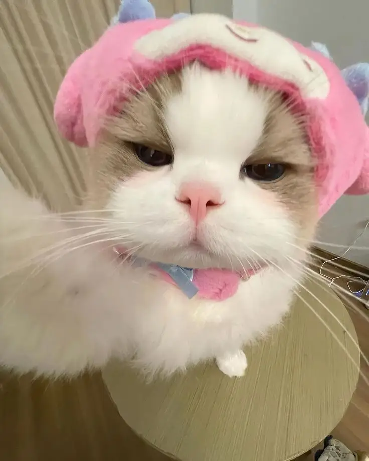Avatar cute mèo chibi mập, đáng yêu và dễ thương nhất 21
