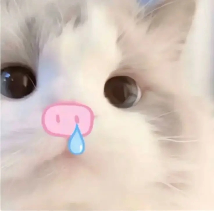 Avatar cute mèo chibi mập, đáng yêu và dễ thương nhất 39