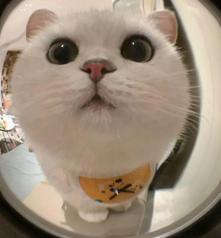 Avatar cute mèo chibi mập, đáng yêu và dễ thương nhất 52