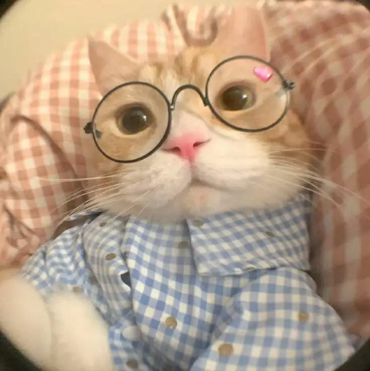 Avatar Cute với Hình Ảnh Mèo 24