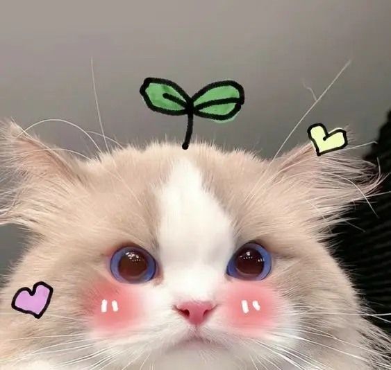 Avatar Cute với Hình Ảnh Mèo 34