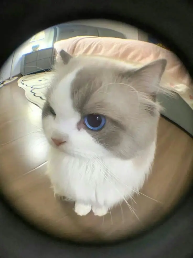 Avatar Cute với Hình Ảnh Mèo 43
