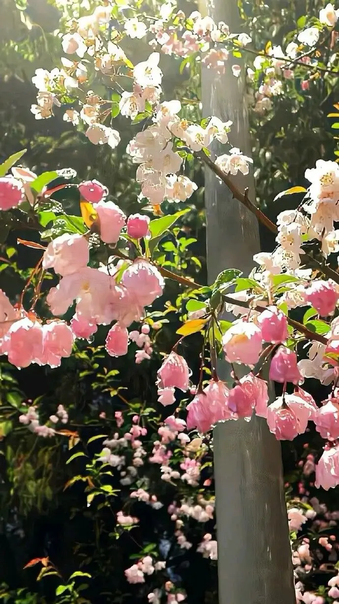 Hình nền hoa đẹp tự nhiên làm đẹp không gian sống 2
