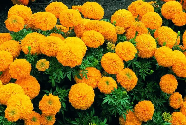 Hình nền hoa đẹp tự nhiên làm đẹp không gian sống 36