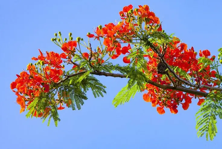 Hình nền hoa đẹp tự nhiên làm đẹp không gian sống 38