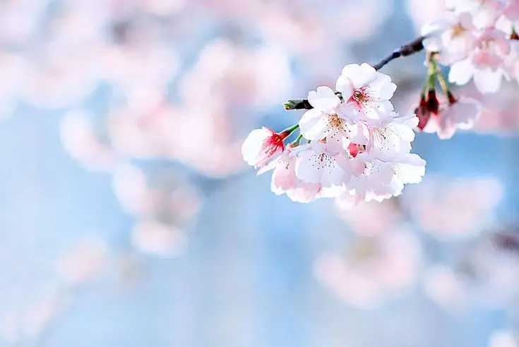 Hình nền hoa đẹp tự nhiên làm đẹp không gian sống 39