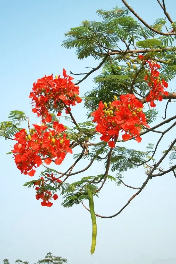 Hình nền hoa phượng rực rỡ và ý nghĩa 1