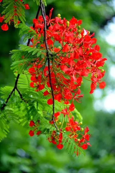 Hình nền hoa phượng rực rỡ và ý nghĩa 2