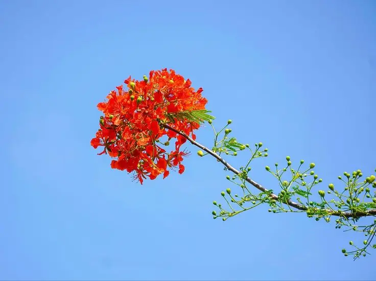 Hình nền hoa phượng rực rỡ và ý nghĩa 7
