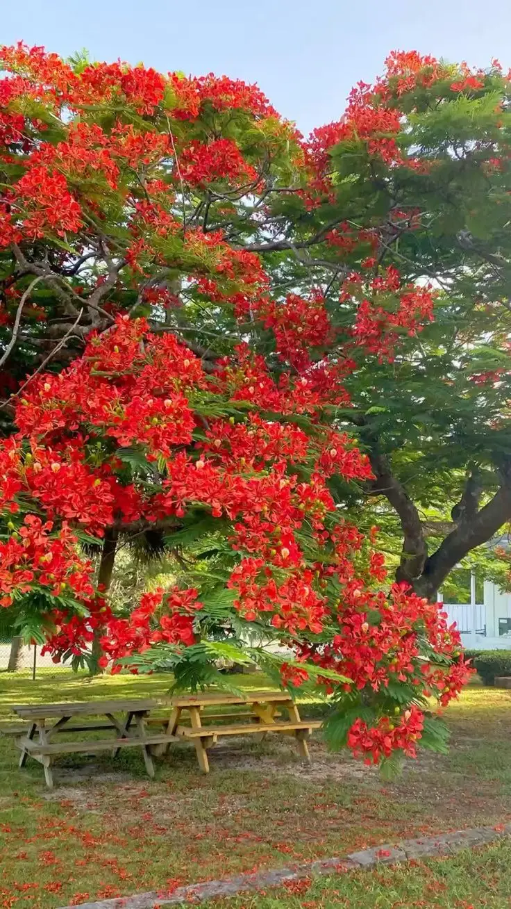 Hình nền hoa phượng rực rỡ và ý nghĩa 11