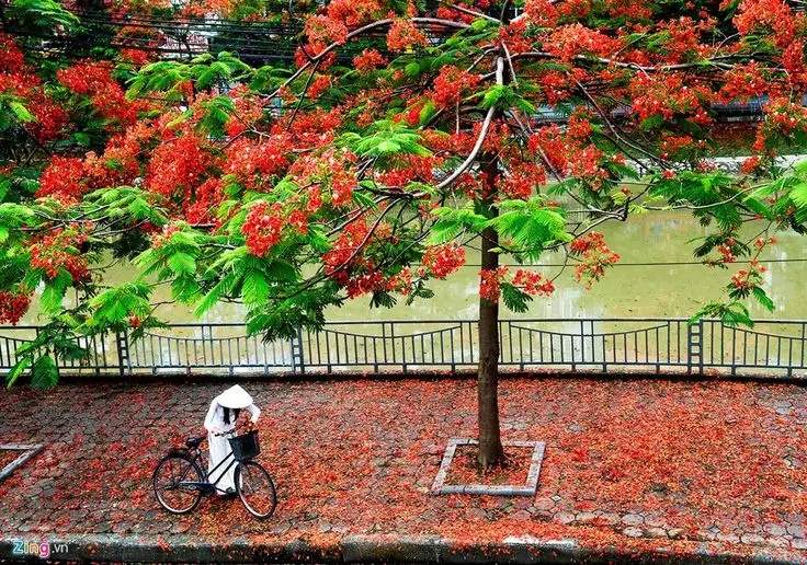 Hình nền hoa phượng rực rỡ và ý nghĩa 25