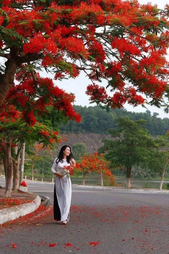 Hình nền hoa phượng rực rỡ và ý nghĩa 38