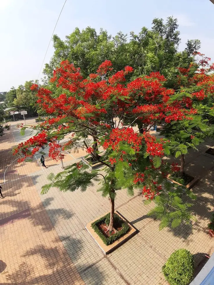 Hình nền hoa phượng rực rỡ và ý nghĩa 47