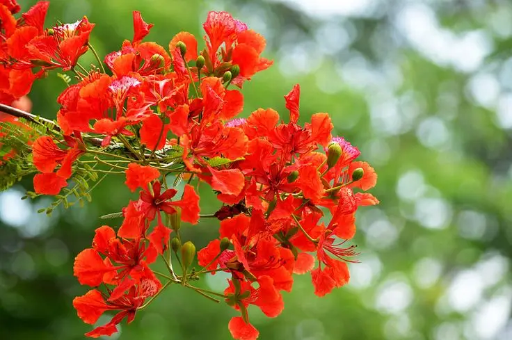 Hình nền hoa phượng rực rỡ và ý nghĩa 56