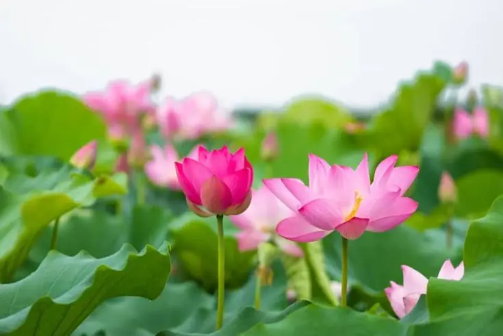 Hình nền bông sen trắng thanh khiết và trang nhã 48
