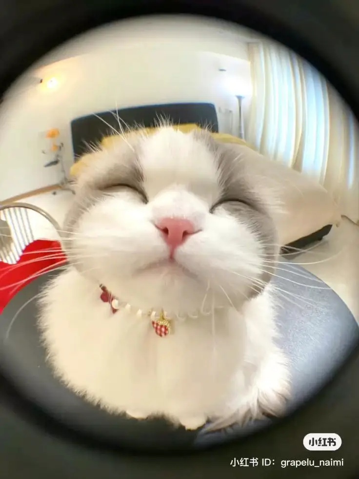 Hình nền đẹp cute ngầu cho điện thoại 36