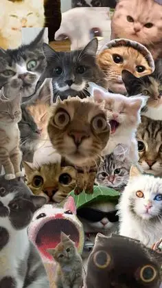 Hình Nền Hài Hước Cute Đem Lại Niềm Vui 21
