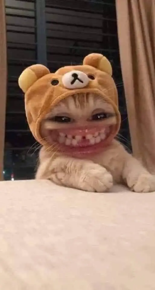 Hình Nền Hài Hước Cute Đem Lại Niềm Vui 25
