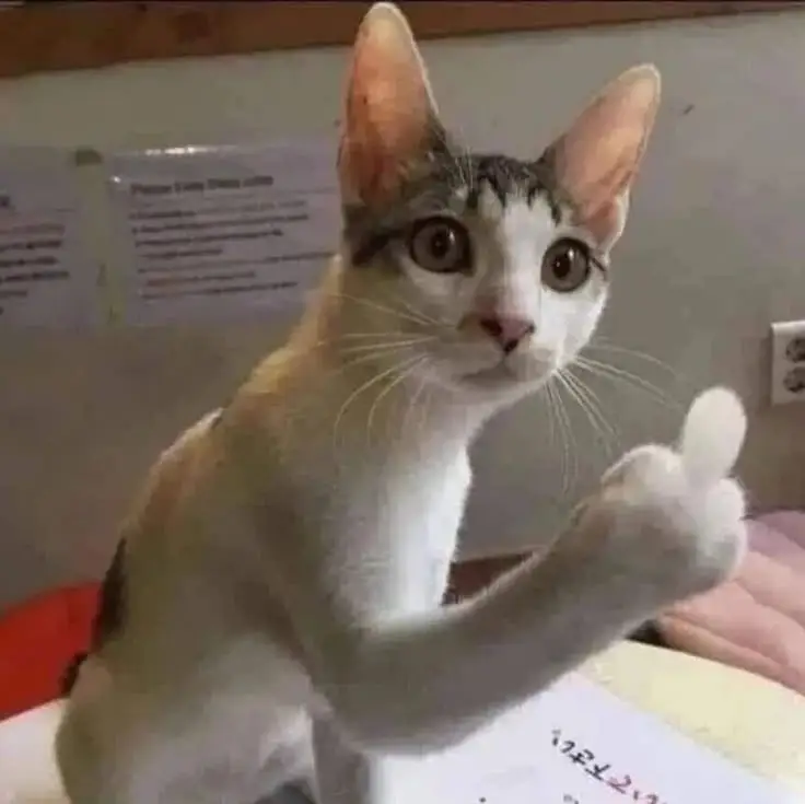 Hình Nền Hài Hước Cute Đem Lại Niềm Vui 27
