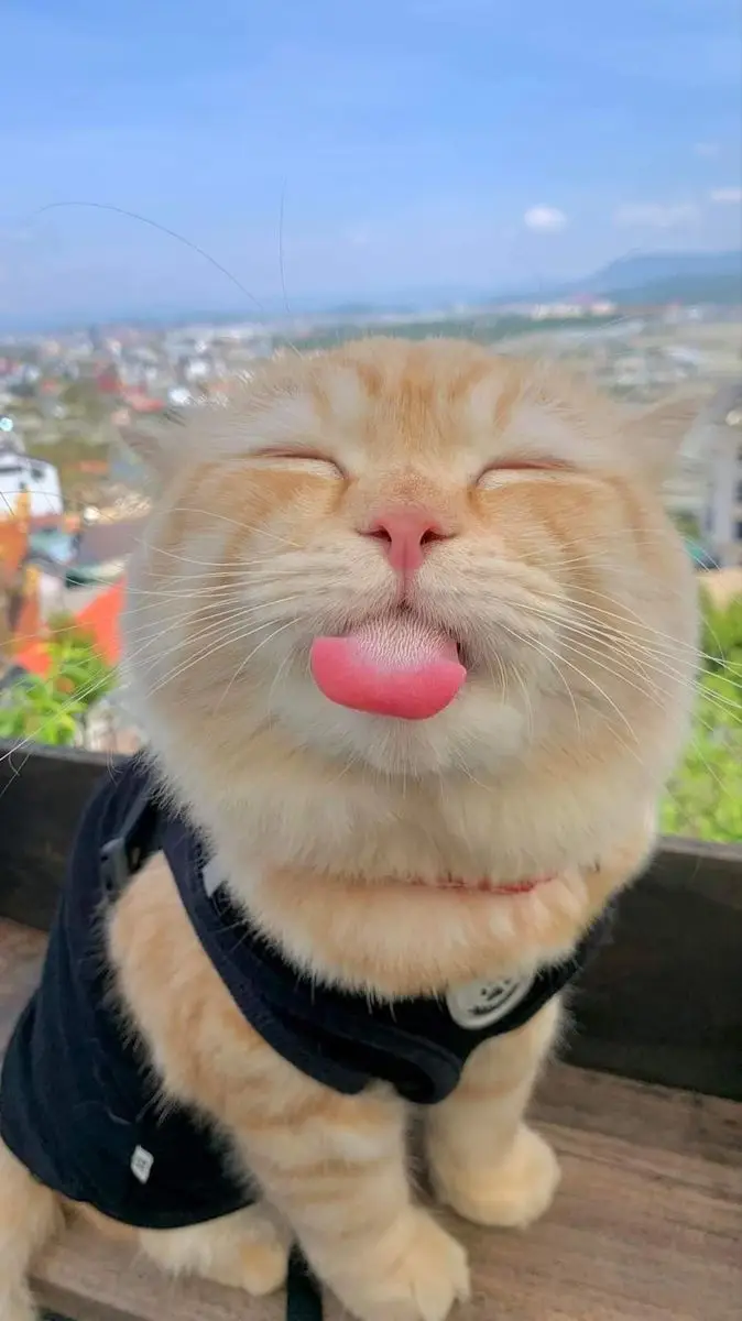 Hình Nền Hài Hước Cute Đem Lại Niềm Vui 41