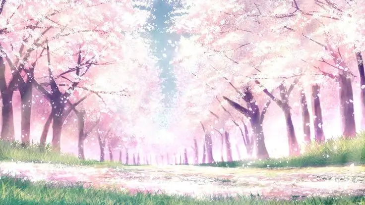 Hình nền hoa anh đào anime tuyệt đẹp cho máy tính 12