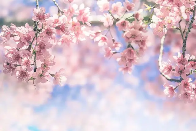 Hình nền hoa anh đào anime tuyệt đẹp cho máy tính 16