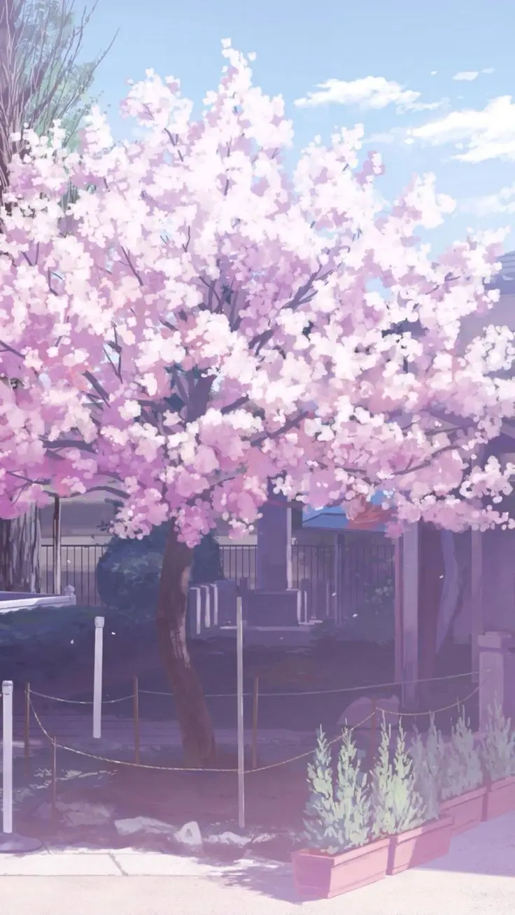 Hình nền hoa anh đào anime tuyệt đẹp cho máy tính 32