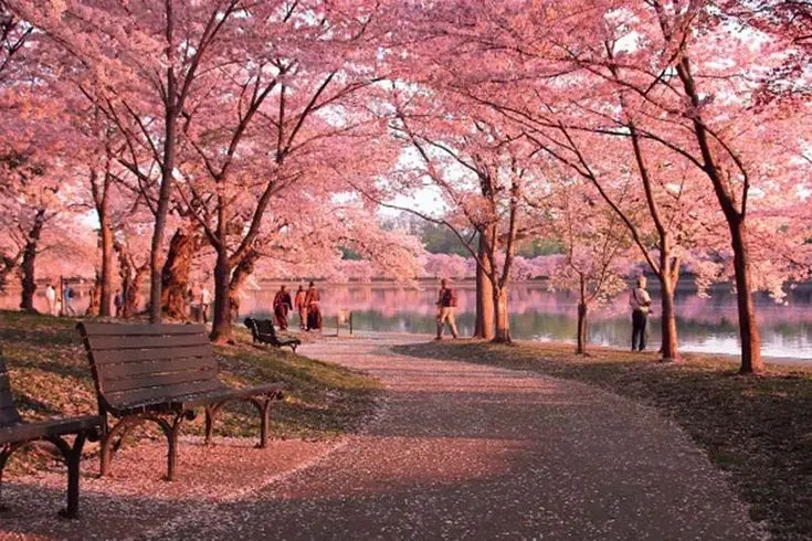 Hình nền hoa anh đào anime tuyệt đẹp cho máy tính 50