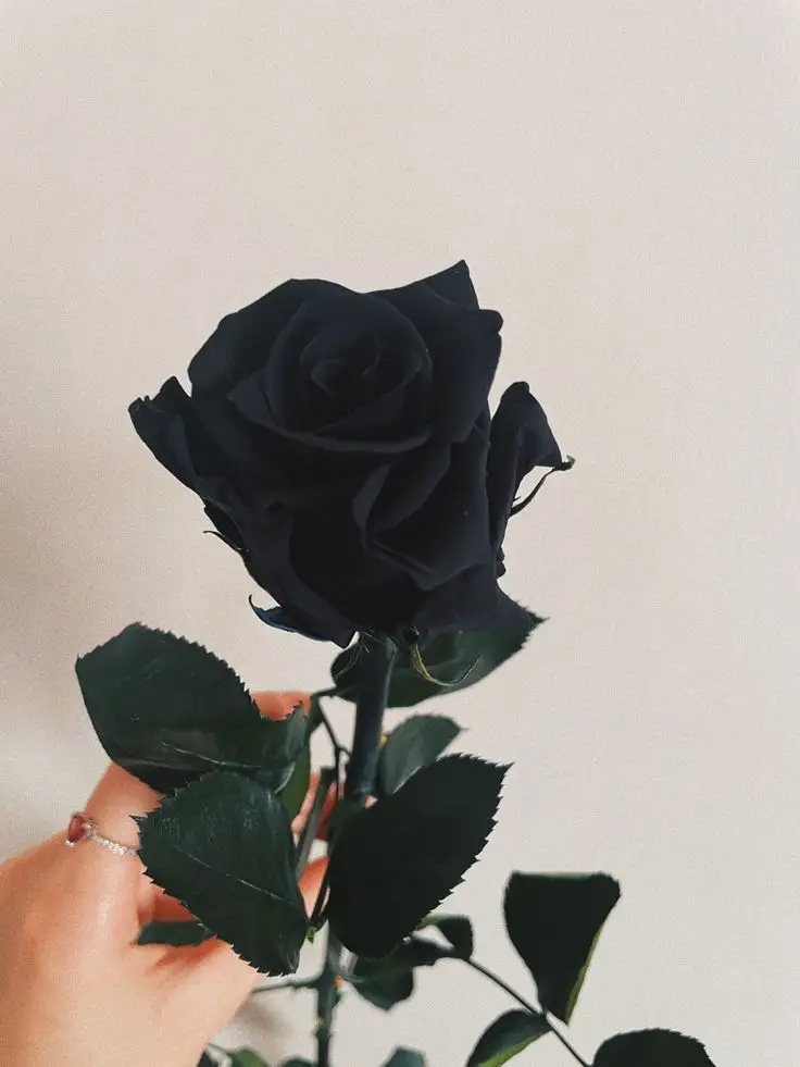Hình nền hoa hồng đen đẹp cho máy tính và điện thoại 57