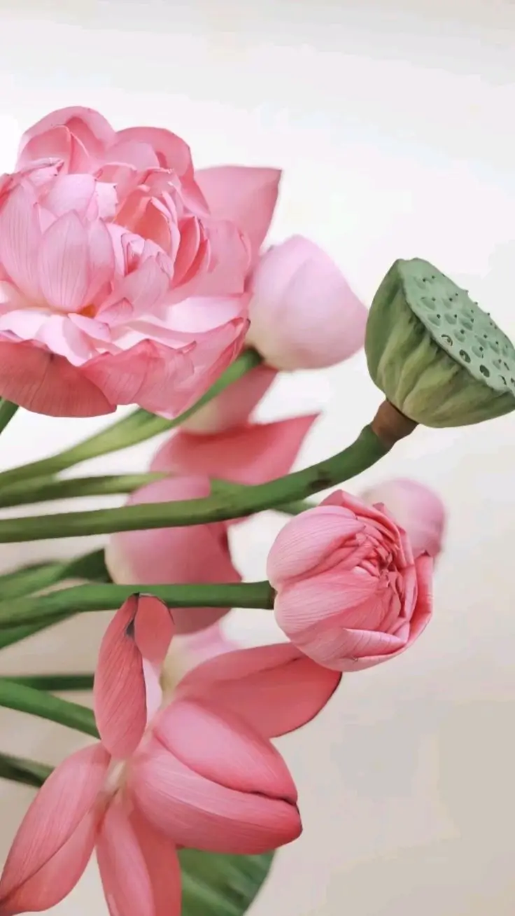 Hình nền hoa mẫu đơn đẹp cho máy tính của bạn 14