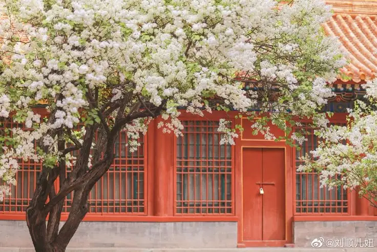 Hình nền hoa mẫu đơn đẹp cho máy tính của bạn 59
