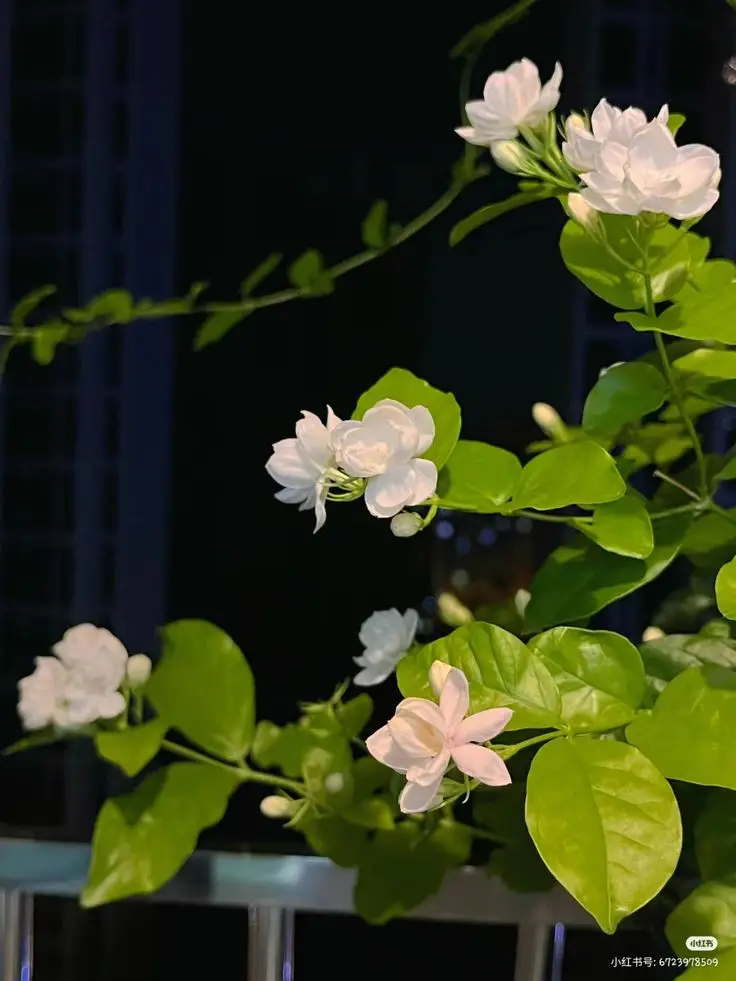 Hình nền hoa nhài cho điện thoại - Sự tinh tế và dịu dàng 36