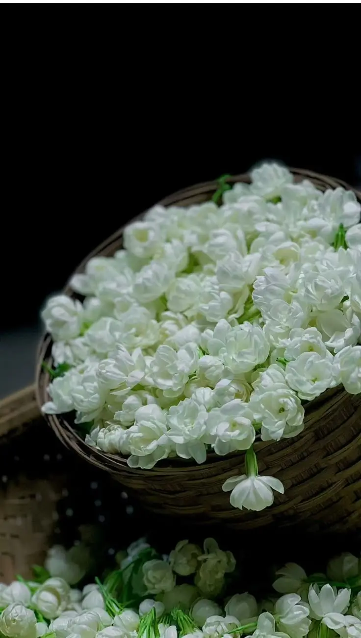 Hình nền hoa nhài đẹp cho không gian sống 1