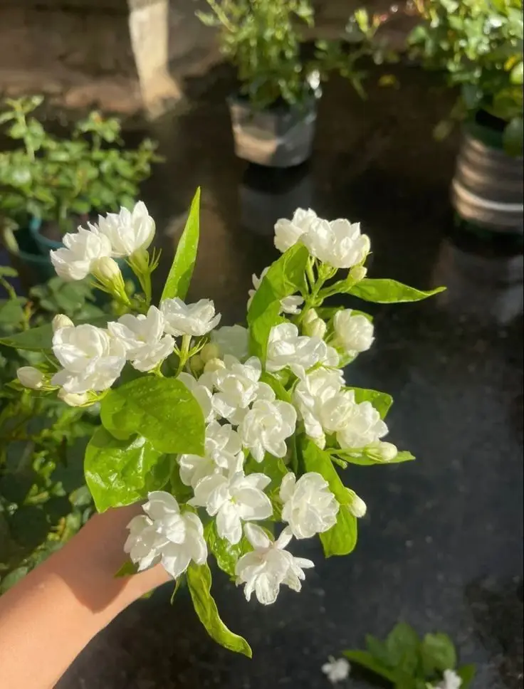 Hình nền hoa nhài đẹp cho không gian sống 11