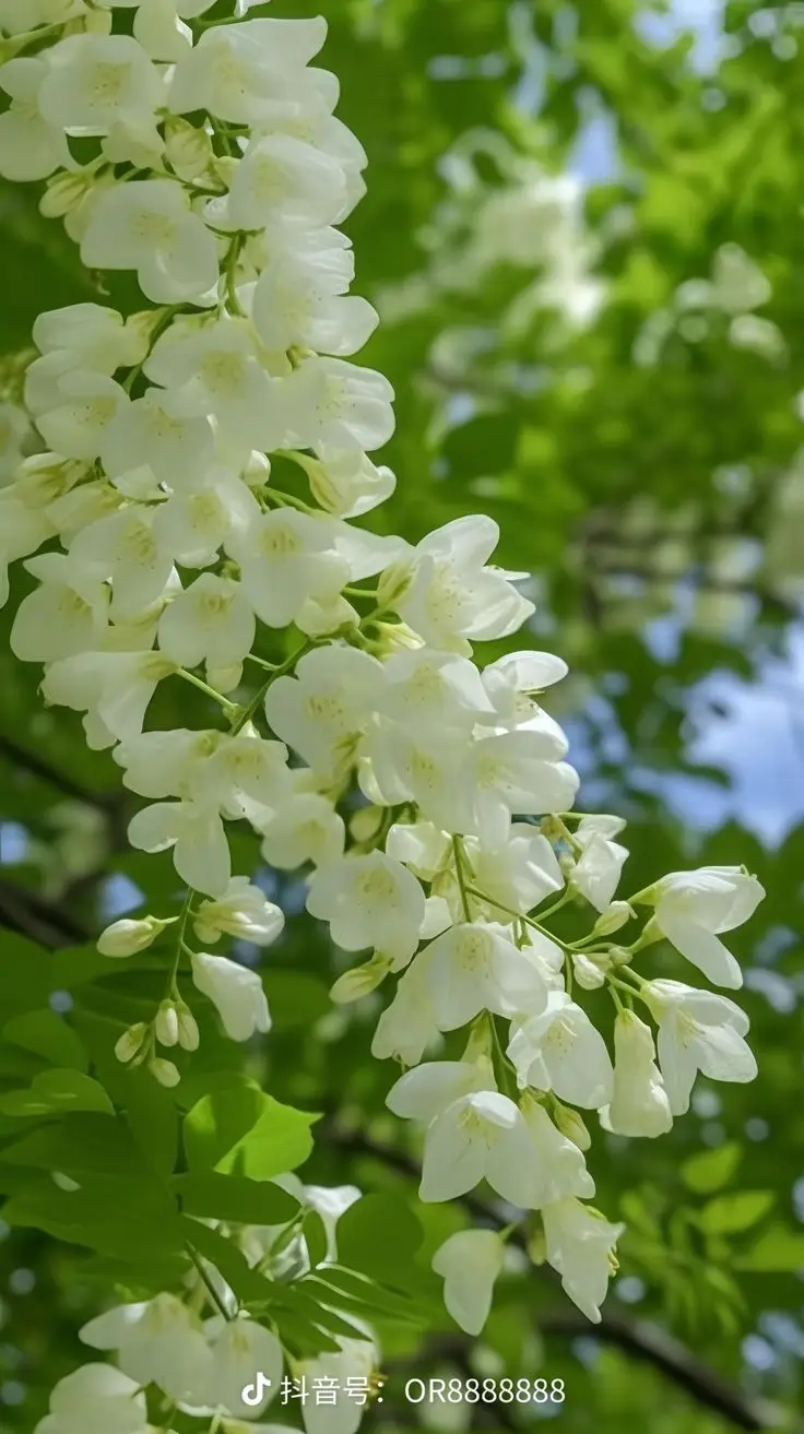 Hình nền hoa nhài đẹp cho không gian sống 24