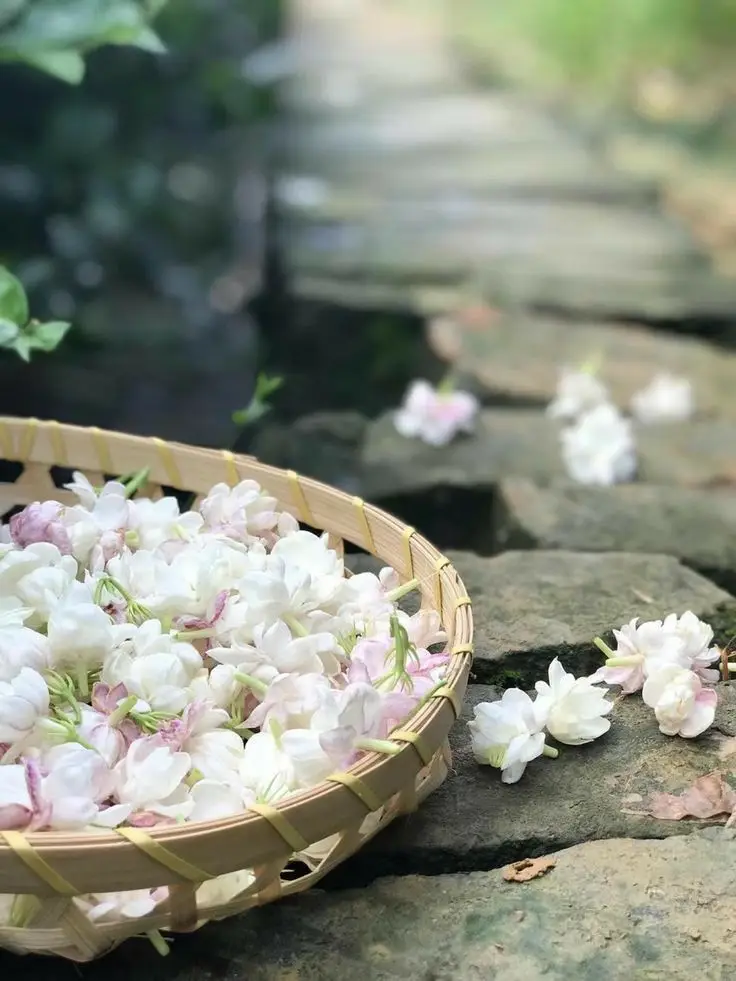 Hình nền hoa nhài đẹp cho không gian sống 25