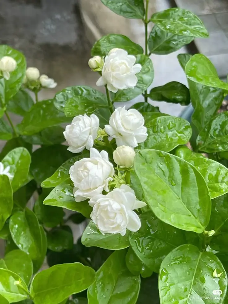 Hình nền hoa nhài đẹp cho không gian sống