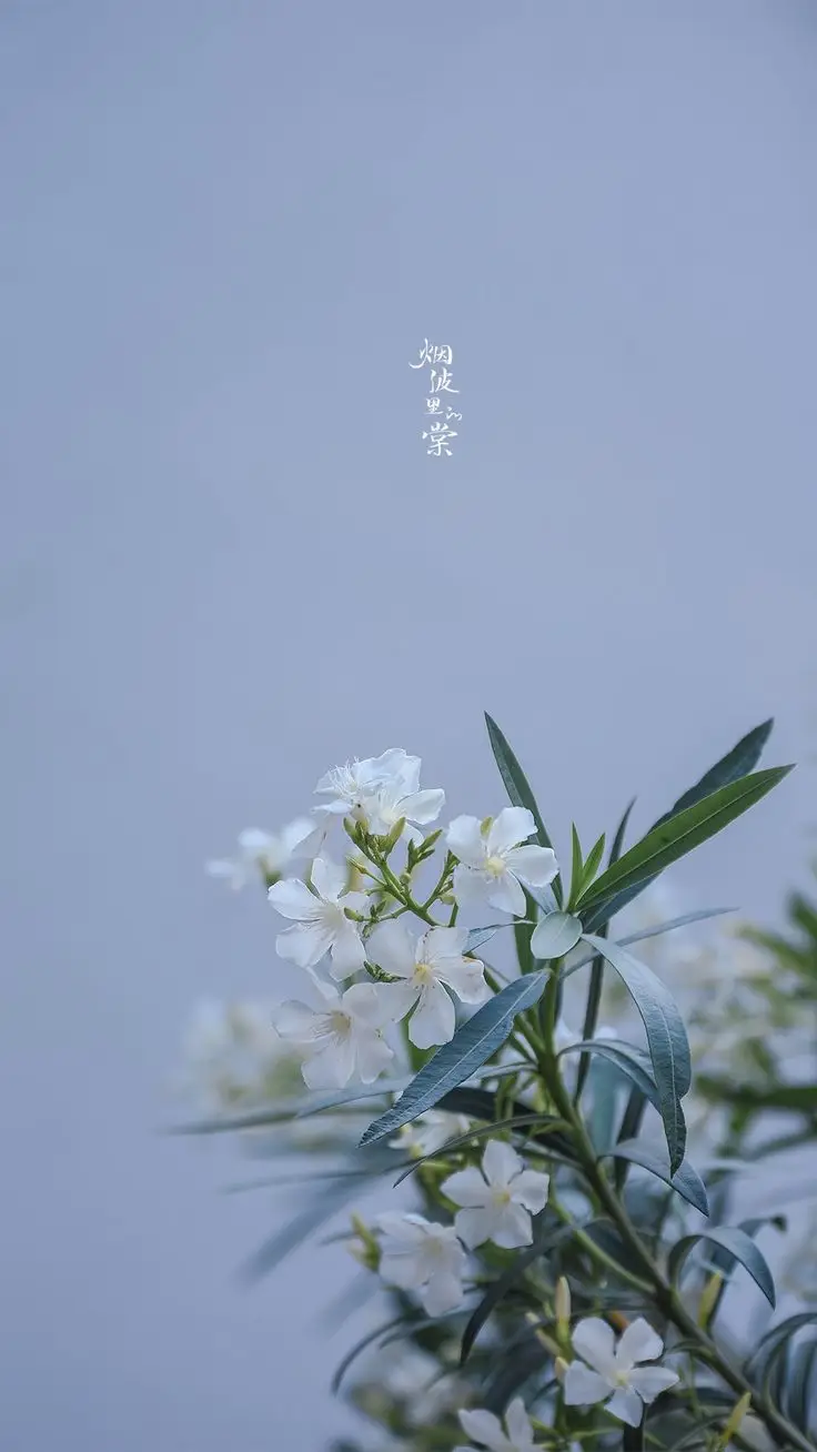 Hình nền hoa nhài đẹp cho không gian sống 39