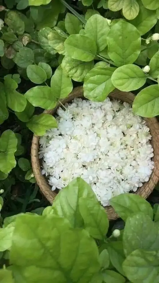 Hình nền hoa nhài đẹp cho không gian sống 46