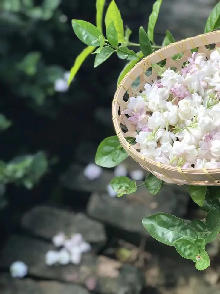 Hình nền hoa nhài đẹp cho không gian sống 54