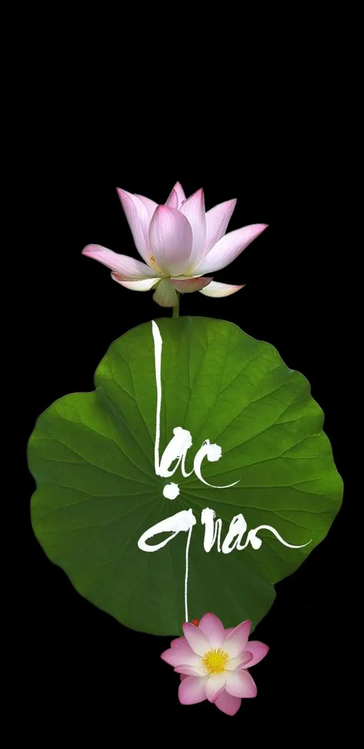 Hình nền hoa sen Phật giáo ý nghĩa 47