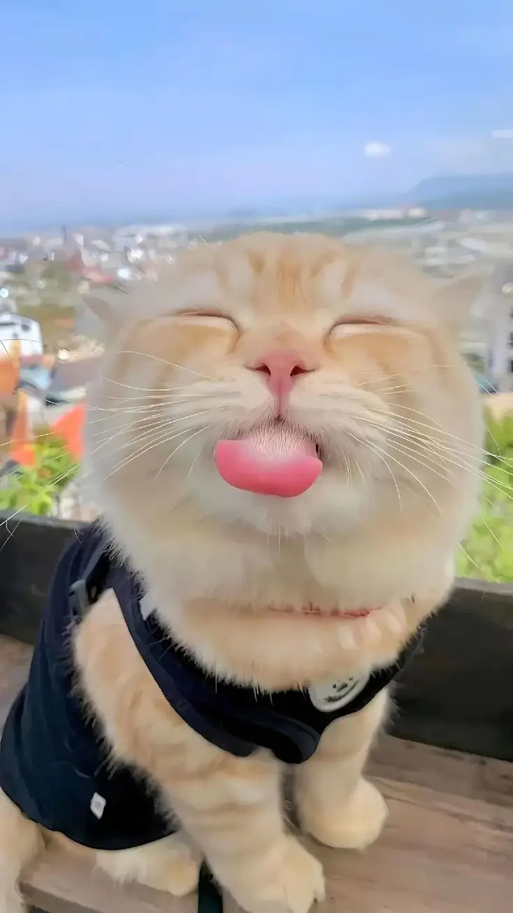 Hình nền điện thoại con vật cute cho tín đồ thú cưng 16