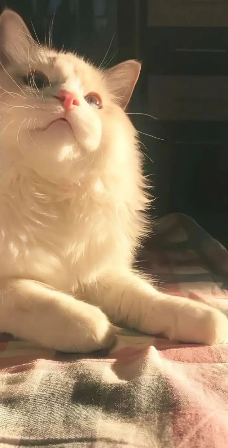 Hình nền điện thoại con vật cute cho tín đồ thú cưng 36