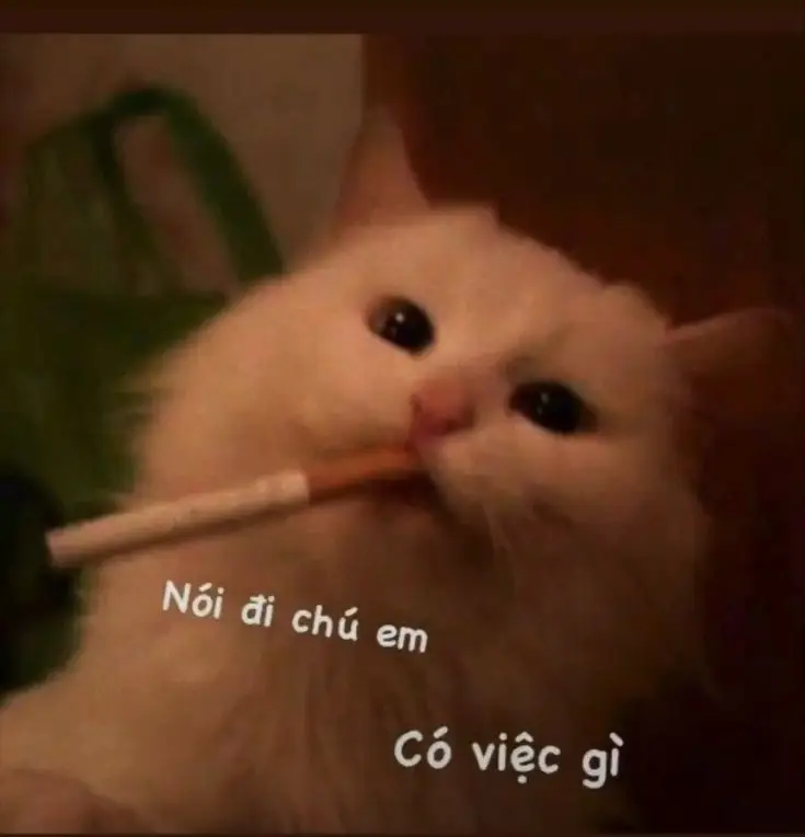Hình nền điện thoại hài bựa vui nhộn 41