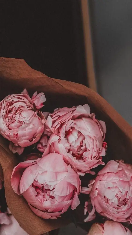 Hình Nền Điện Thoại Hoa Mẫu Đơn Xinh Xắn 7