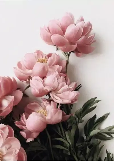 Hình Nền Điện Thoại Hoa Mẫu Đơn Xinh Xắn 32