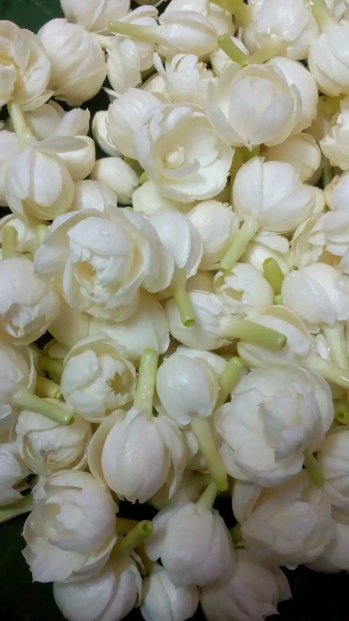 Chiêm ngưỡng hình nền điện thoại hoa nhài đẹp và thanh lịch 6