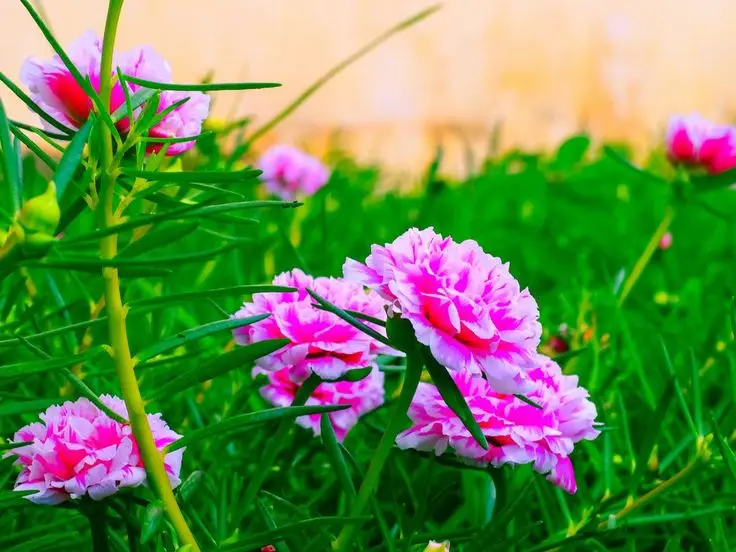 Chiêm ngưỡng hình nền điện thoại hoa nhài đẹp và thanh lịch 43