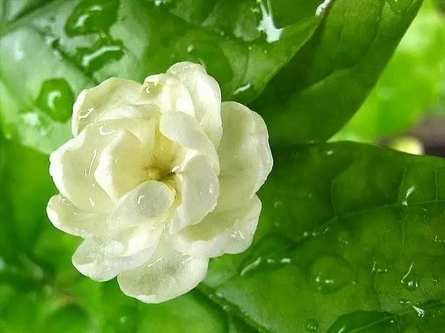 Chiêm ngưỡng hình nền điện thoại hoa nhài đẹp và thanh lịch 44