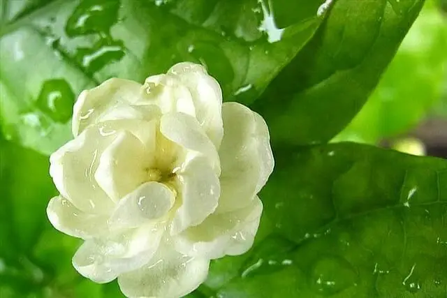 Chiêm ngưỡng hình nền điện thoại hoa nhài đẹp và thanh lịch 48